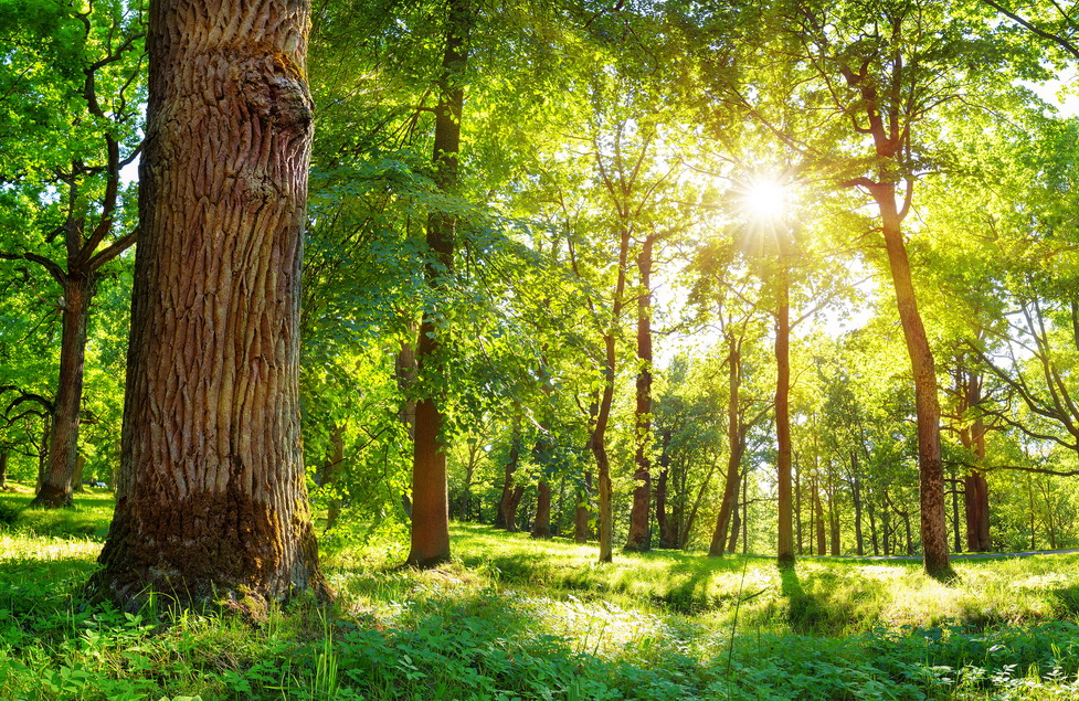 Wald